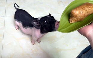 小猪吃玉米