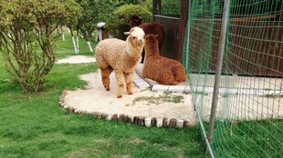院子里悠闲的几只羊驼