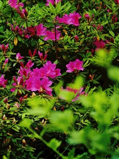 杜鹃花