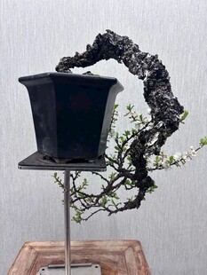 盆景