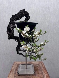 盆景