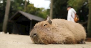 水豚