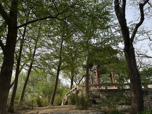 林间小屋隐于葱郁树影中