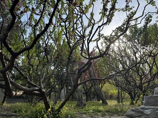 春日繁花盛开的树林