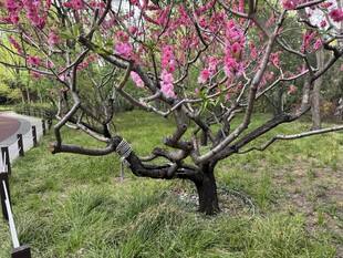 春日绽放的繁花桃树