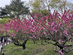 春日盛开的绚烂粉色桃花