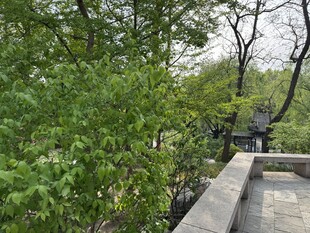 园林小径旁的繁茂绿植