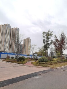 城市道路旁的高楼与绿植