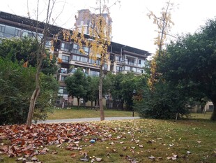 秋日校园一隅景色