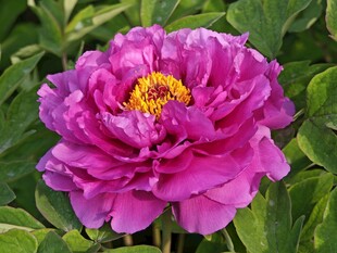 娇艳盛开的紫红色牡丹花