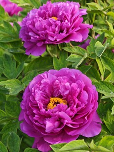 娇艳盛开的紫色牡丹花