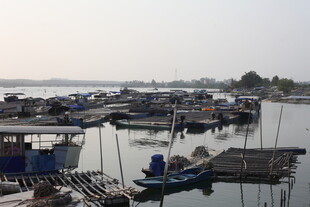 湛江宁静渔港 停泊众多船只