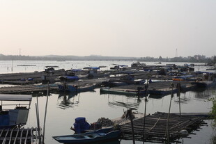 湛江宁静渔港的停泊景象