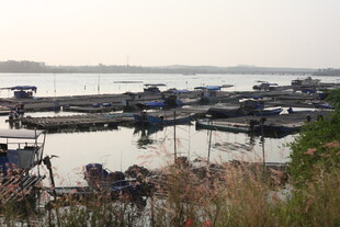 湛江宁静水边停泊的船只景观