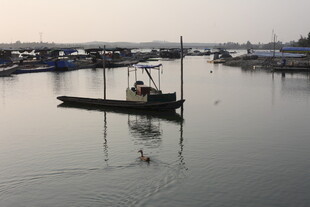 湛江宁静港湾中的停泊渔船