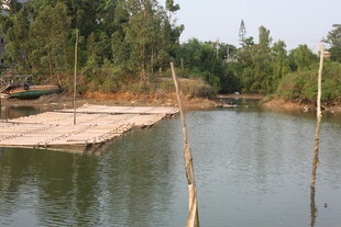 湛江湖边木平台与周边自然景色