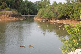 湛江宁静河畔的悠闲景象