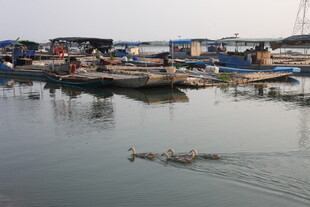 湛江渔村港湾船只与游水鸭子