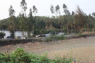 湛江乡村河畔绿树成荫景致