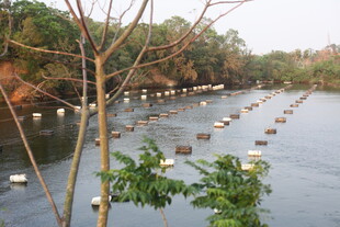 湛江水上养殖场景