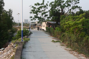 湛江乡村幽静小路 绿树相伴