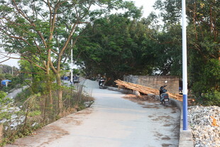 湛江乡村小径旁的树木与景象