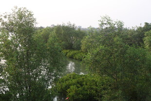 湛江河畔葱郁树林景观