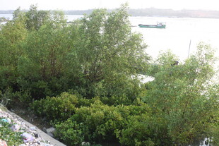 湛江江边绿树景观