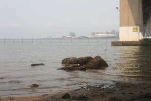 湛江桥下海边的孤独礁石