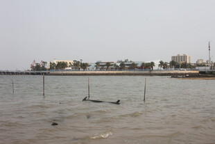 湛江海滨风光 水域与远处景致