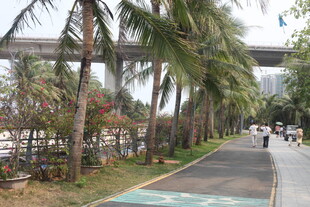 湛江椰树环绕的休闲骑行步道