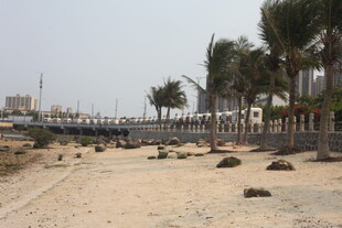 湛江海滨沙滩与棕榈树景观