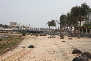 湛江沙滩上的乌龟与岸边景观