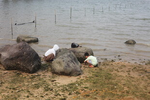 湛江岸边动物休憩场景
