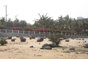 湛江沙滩绿植景观