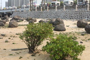 湛江海边沙地上的绿植景观