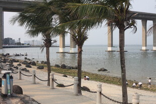 湛江海滨椰树旁的跨海大桥