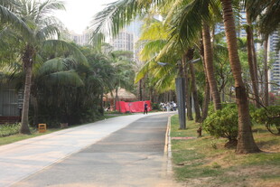 湛江林荫小道旁的热带风光