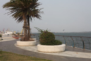 湛江海滨路旁的绿植景观