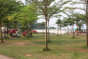 湛江公园绿树成荫的休闲场景