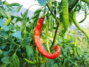 红辣椒