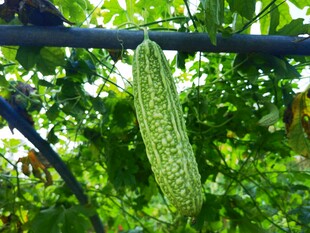 翠绿苦瓜