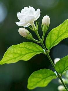 洁白茉莉绽放枝头