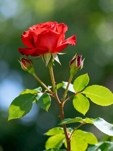 娇艳红玫瑰绽放于绿叶间