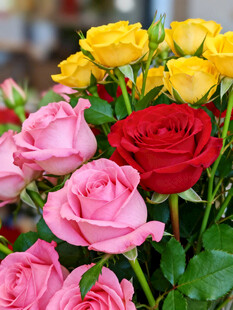 多彩玫瑰绽放美丽瞬间