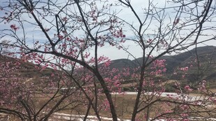 山间绽放的粉嫩花枝