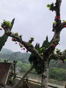 奇特造型的开花树木