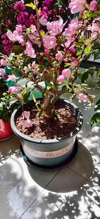 多彩盆栽花卉生机满满