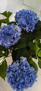 蓝色绣球花绽放