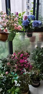 多彩盆栽装点美好空间